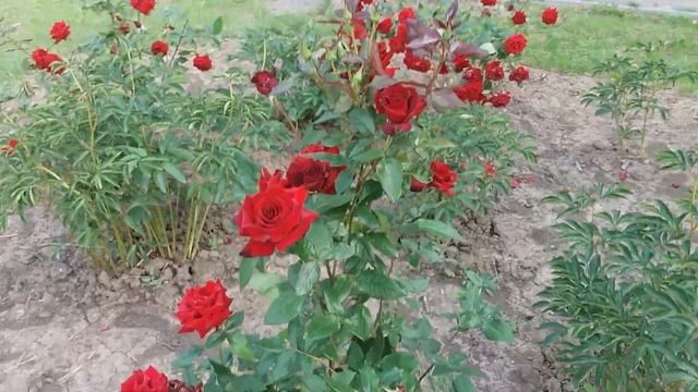 Клумба з червоних троянд смотреть онлайн