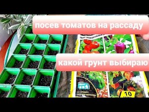 Посев томатов на рассаду Важные моменты Выбор грунта,не всякий подойдет