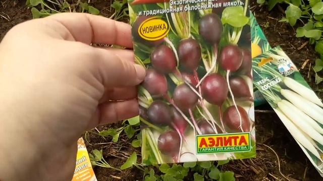 ? Редис - ЛУЧШИЕ сорта ❗️ Как вырастить, чтобы не трескался и не ушел в цвет! ? РЕЗУЛЬТАТ!
