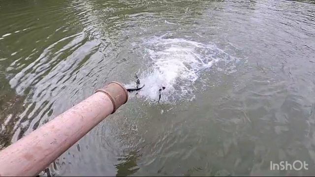 Запуск форели рыбалка Ольгово