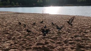 birds белки и птицы купаются