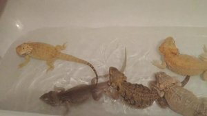 Как и чем обрабатывать террариум