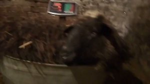 кормление овец зимой. Живой вес эдильбаевской овцематки.