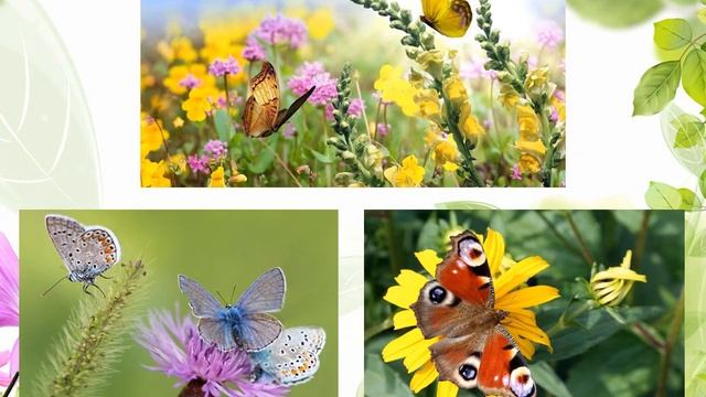 Видео -урок. Тема_ _Природа летом_ смотреть онлайн