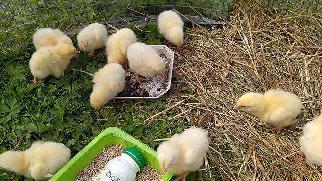 Купили цыплят бройлеров смотреть онлайн