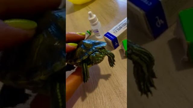 Опухшие глаза у краснухой черепахи! Как лечить смотреть онлайн