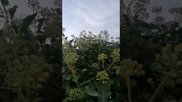 Осень начинается с плюща цветения🤗 смотреть онлайн