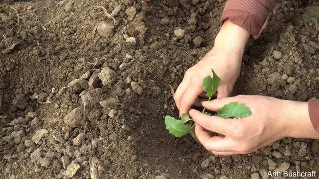 Harvesting papaya fruit gardens to sell at the market, garden & cook смотреть онлайн