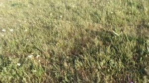 (Влог 2) Кладбище