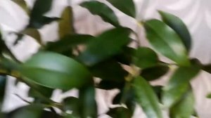 Кумкват "Маргарита", моя краткая история.