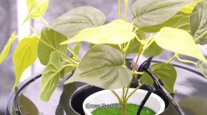 Гроутент 120х120х200см, 2 лампы 640w, Co2,  гидропоника DWC. Вытяжка и фильтр. Контроллер.