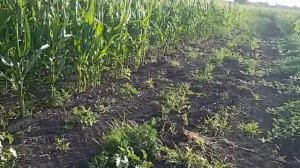 Выращивание кукурузы  "Джитаго"  обзор и сахарная кукуруза "Леженд"