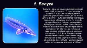 Топ 10 САМЫХ БОЛЬШИХ РЫБ
