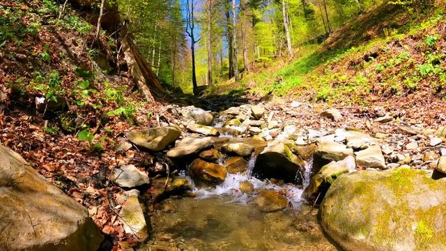 Красивое пение соловья в лесу. Пение птиц для снятия стресса и напряжение. Звуки природы. Релакс
