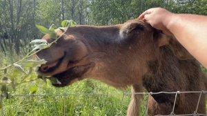 Чихающие лоси. Огромные страусы. Олени и оленята))) все это в сафари парке в Можайске. Сафари парк 2