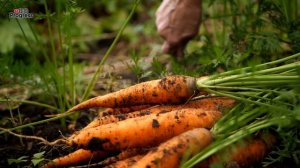 Выращивание Урожайной Морковки От "А" До "Я"- Самые Полезные Советы!