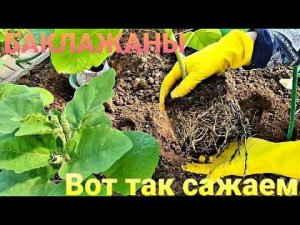 Сажаем баклажаны.Так они растут лучше.Что кладу в лунку.Парничок за пять минут.