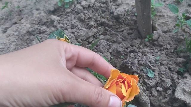 Первое цветение розы Голдэльзе (Goldelse) 2021г. 7 июня. Процветок- пересорта нет. смотреть онлайн