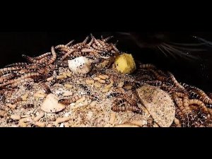 Зафобас зашел таракану :-))))