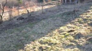 Применение садового вара и его свойства. Грамотный продуманный вариант.