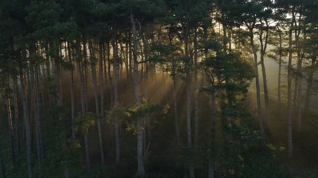 Blissful Moments (Visualization Video)