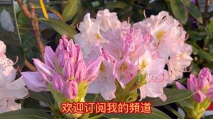 Rhododendron:Catawbiense Album 北美原生种系列 高大耐寒 值得种植