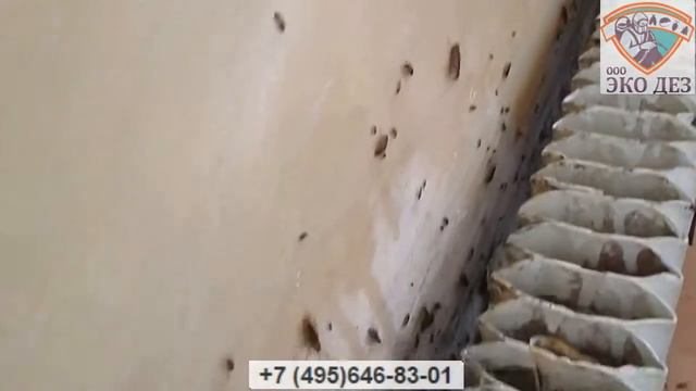 Дезинфекция от тараканов смотреть онлайн