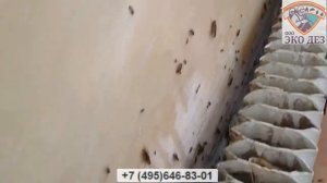 Дезинфекция от тараканов