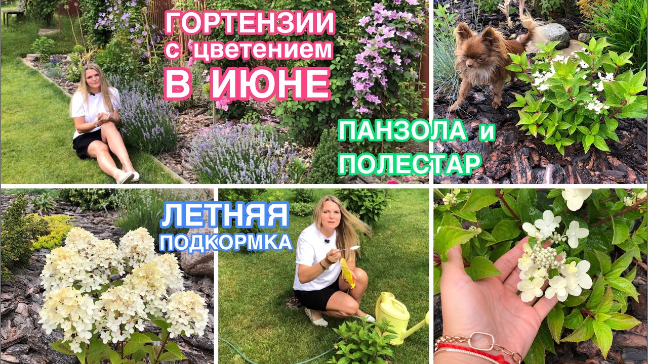Самые ранние гортензии, зацветают в ИЮНЕ Летняя подкормка ПОЛЕСТАР И ПАНЗОЛА