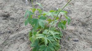 Дельфиниум ещё цветёт! Вторая волна цветения в октябре. Многолетние цветы