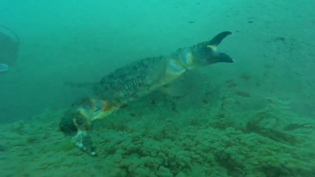 Дайвинг на Черном Море. Black Sea Diving смотреть онлайн