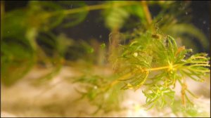 БОЛОТО В АКВАРИУМЕ ИЗ БУДУЩЕГО