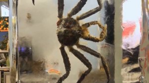 Страх Врачей: Паук отложил в девушку яйца, и выползло тысяча маленьких паучков