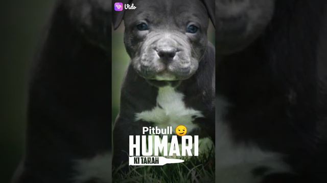 Pitbull lovers 🥰🥰 смотреть онлайн