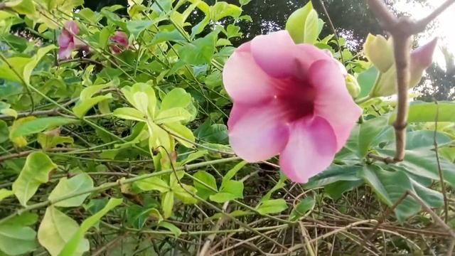 8 марта в Доминикане - подарок бабушке смотреть онлайн