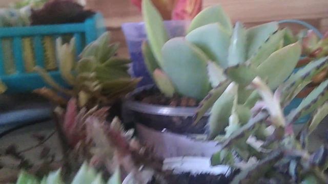 mostrando suculentas que ganhei da : suculentas da Creusa! смотреть онлайн