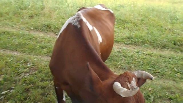 УПРЯМАЯ КОРОВА смотреть онлайн