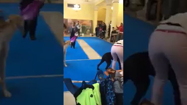 элита северного Урала 2019. Бэст щенков Федерика Лавато Дэль Салле 1 место смотреть онлайн