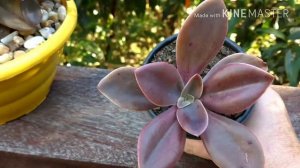 MINHAS ECHEVERIAS GIBBIFLORA METALLICA