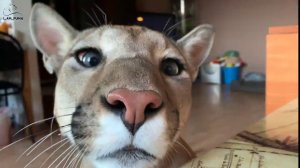 Пума Месси и его зависимость. Креветки котам.