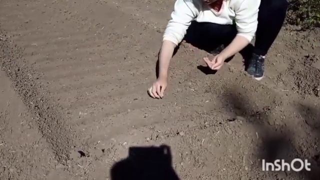 САЖАЕМ МОРКОВЬ И СВЕКЛУ
