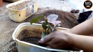 syngonium plant care and potting mix // सिंगोनियम पौधा की देखभाल कैसे करें!