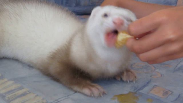 Хорек Кеша ест апельсин #1. Ferret Kesha eats an orange #1. смотреть онлайн