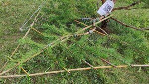 Ниваки из сосны обыкновенной. Формирование каркаса и лигатур нижнего яруса