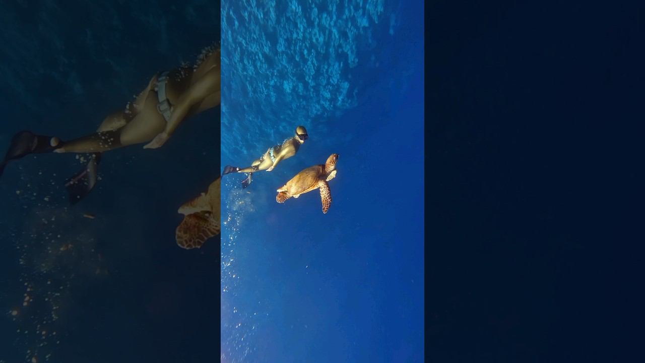 Ныряем с огромной черепахой! #фридайвинг #freediving #turtle