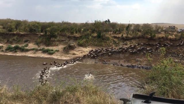 Тур на Великую Миграцию в Кению смотреть онлайн