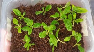 Черенкование гортензий почкой. Зачем?