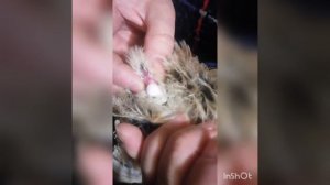 Определяем пол перепелов