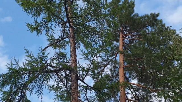 Лесная белка смотреть онлайн