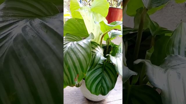 Calathea Orbifolia | Backyard Garden | Plant Tatay